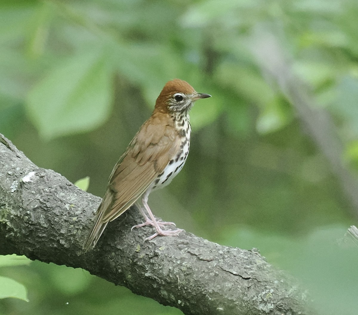 Wood Thrush - Bob Foehring