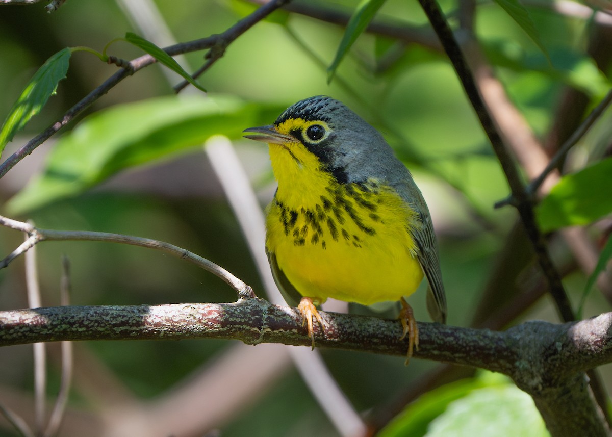 Canada Warbler - Dori Eldridge