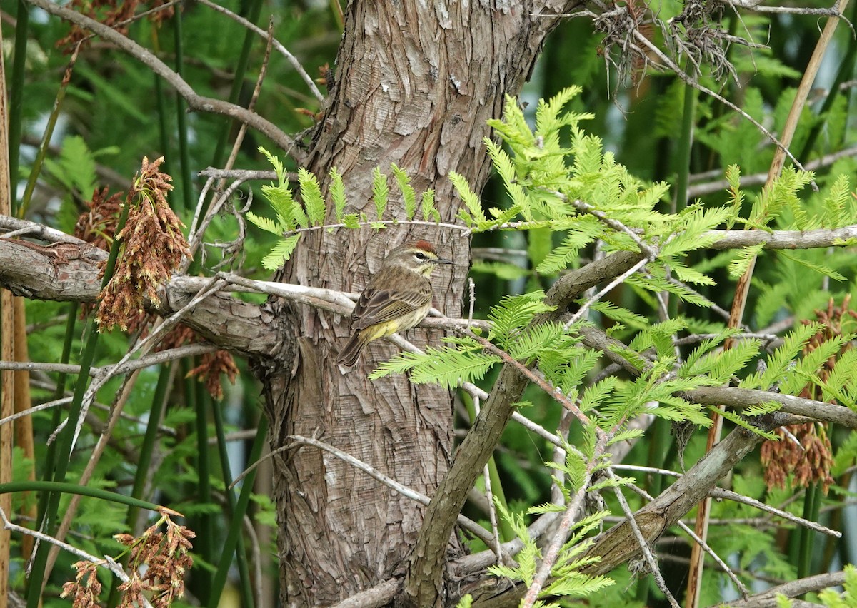 Palm Warbler - ML619095331
