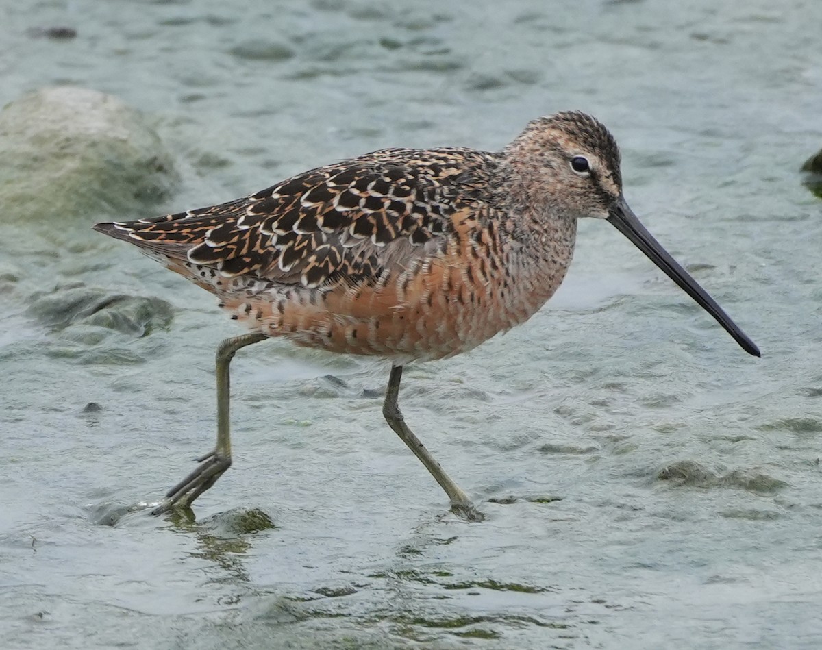 Long-billed Dowitcher - ML619095338