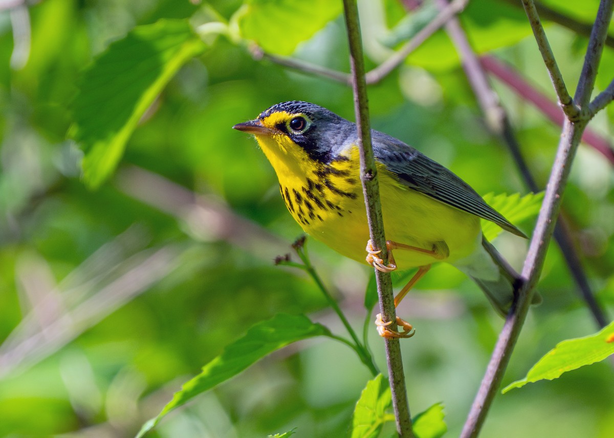 Canada Warbler - Dori Eldridge