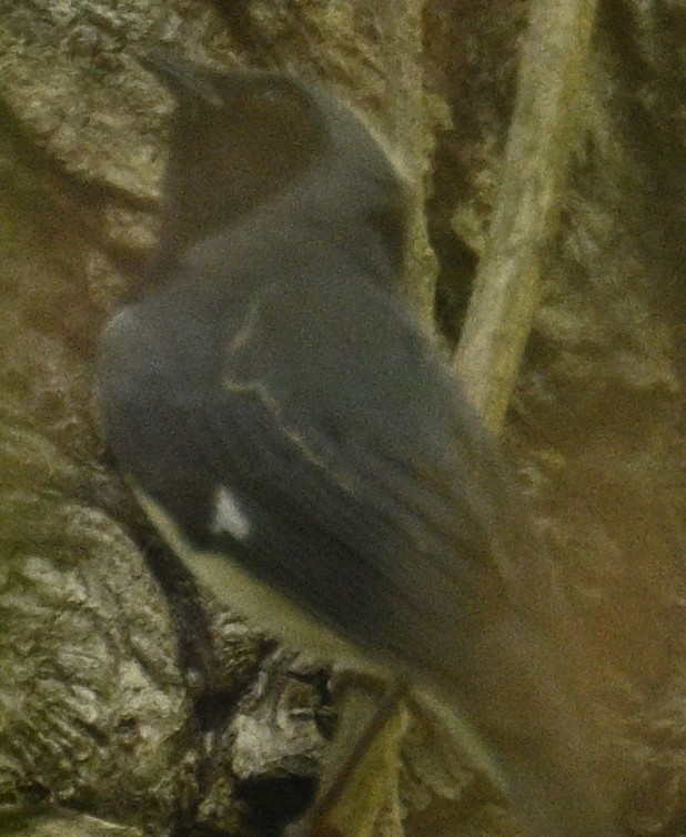 Black-throated Blue Warbler - Virginia Wycoff