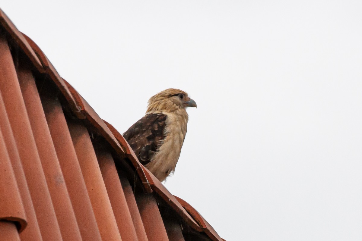 Yellow-headed Caracara - ML619095378