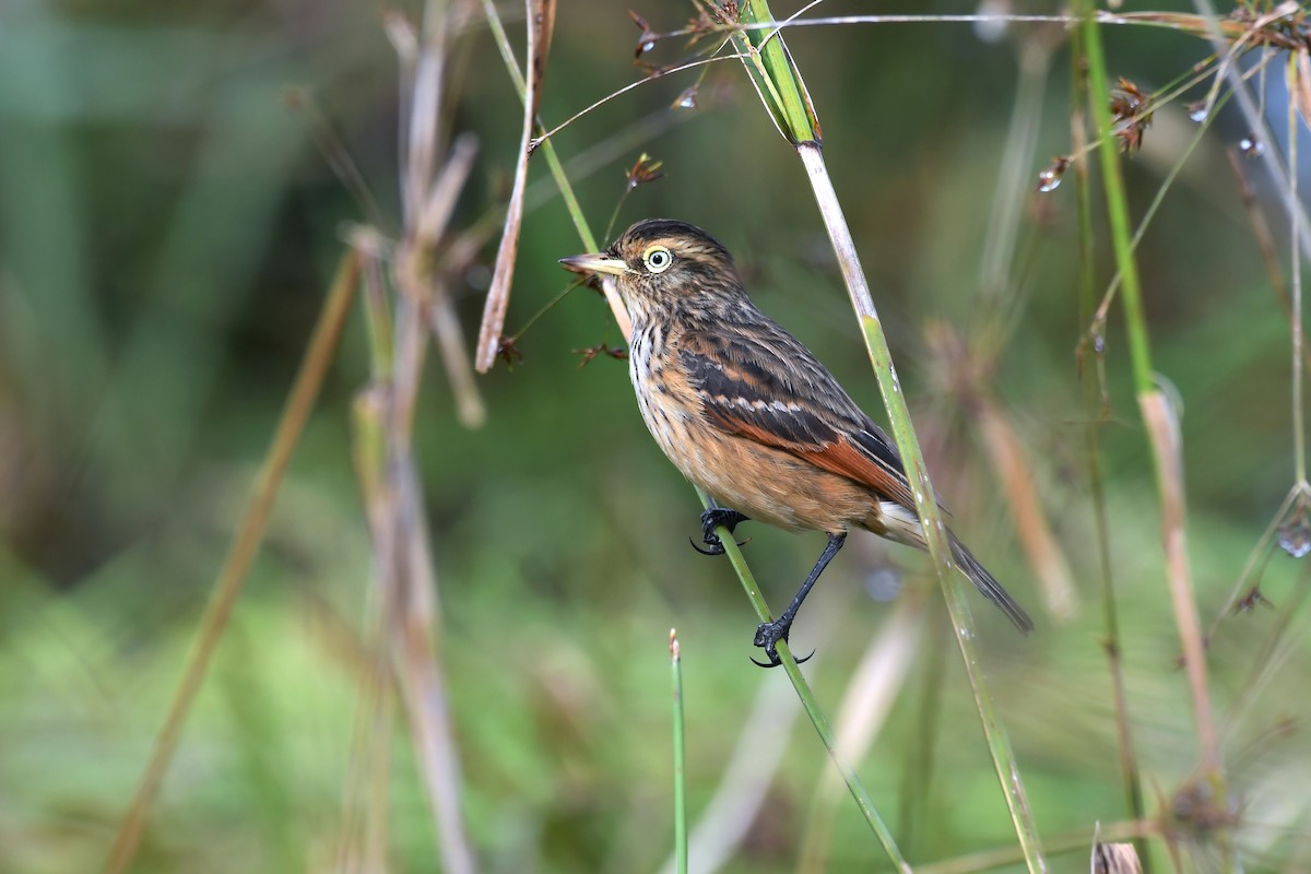 Spectacled Tyrant - Rudimar Cipriani