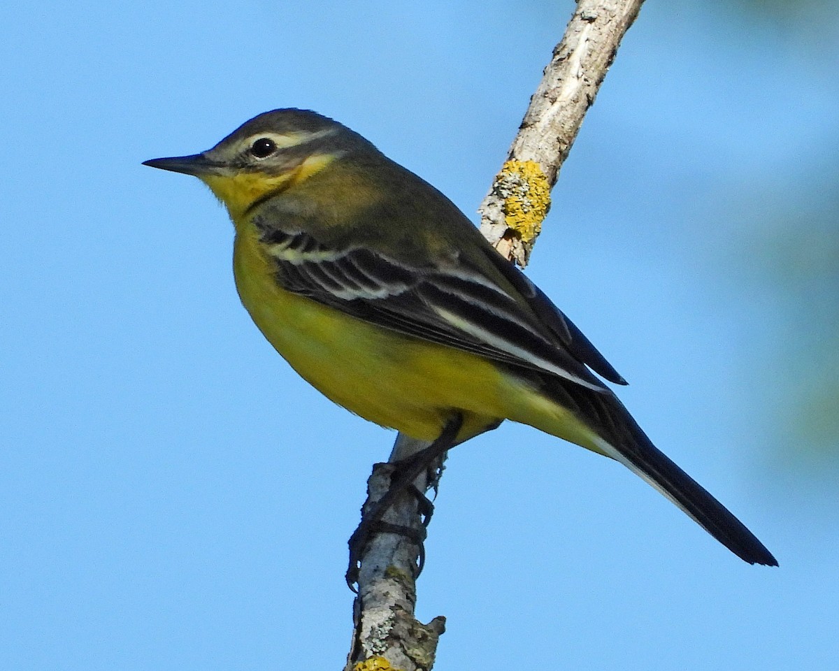 Western Yellow Wagtail - Peter Jungblut