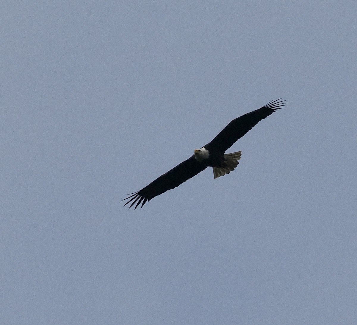 Bald Eagle - Bob Foehring