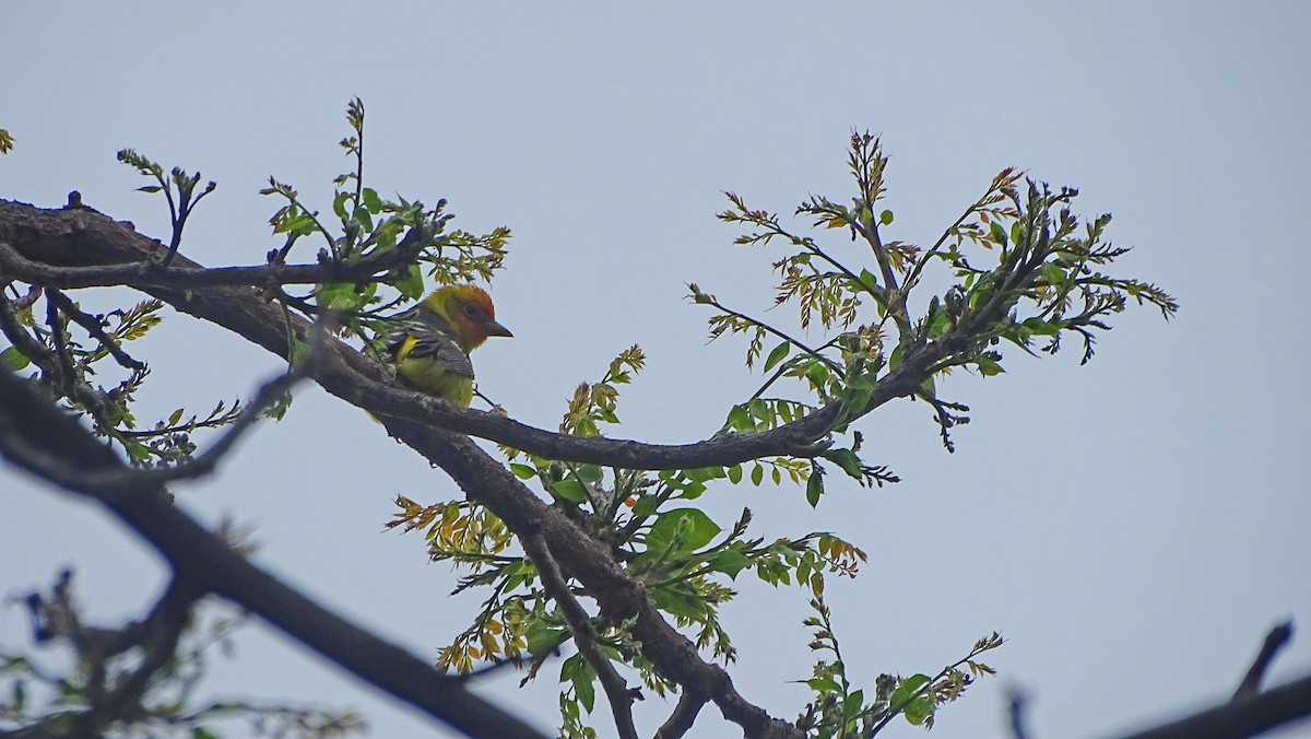 Western Tanager - ML619095428
