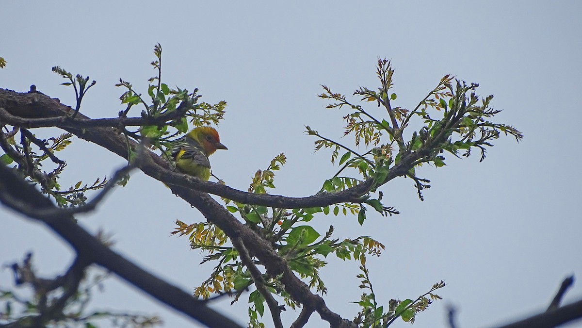 Western Tanager - Amy Simmons