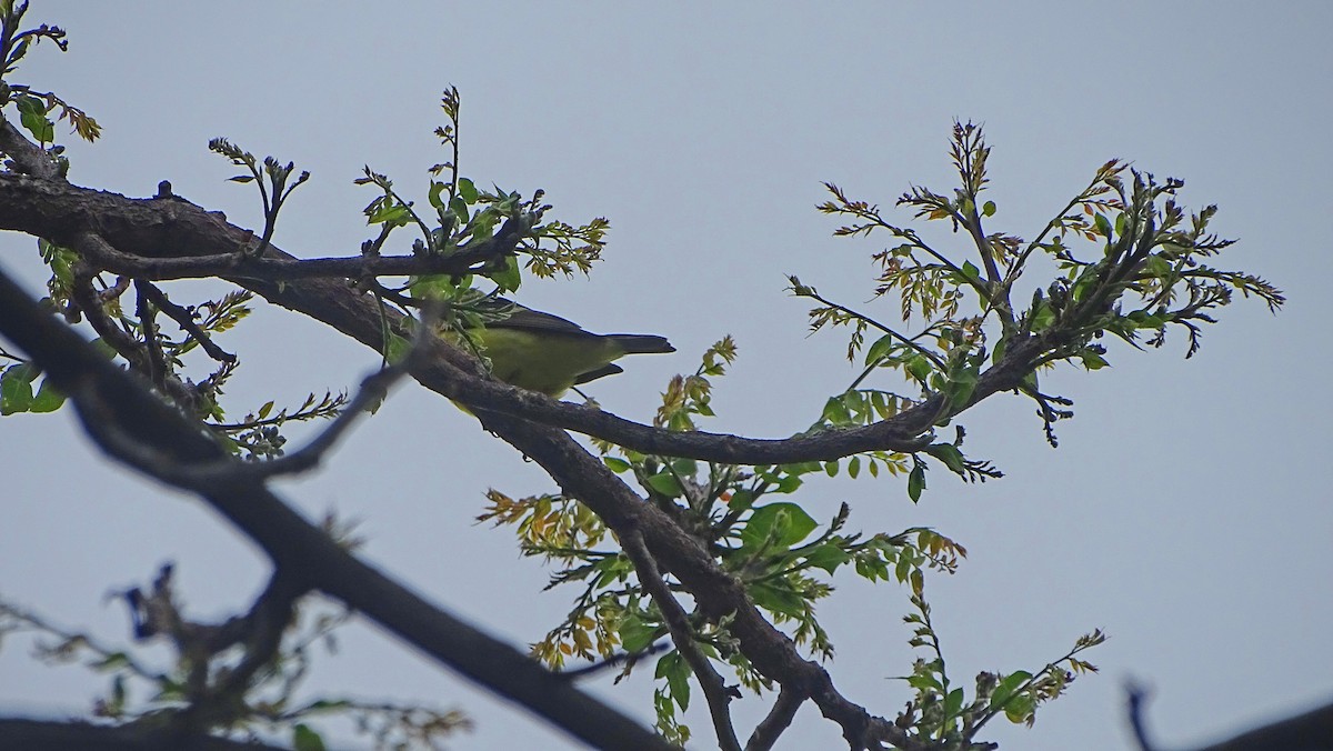 Western Tanager - Amy Simmons