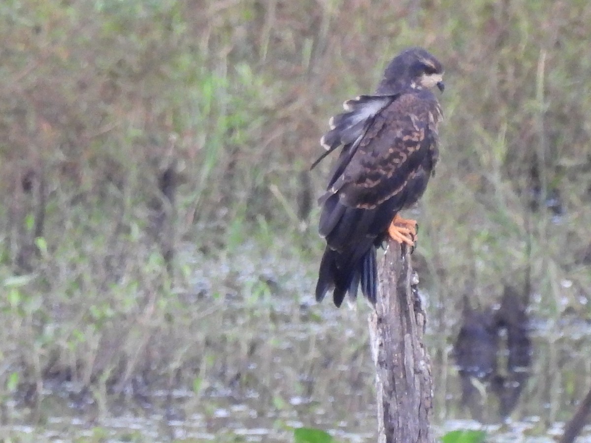 Snail Kite - Laura Bianchi