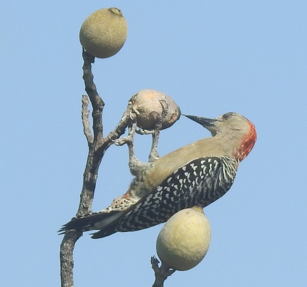 Red-crowned Woodpecker - Jeffrey C and Teresa B Freedman