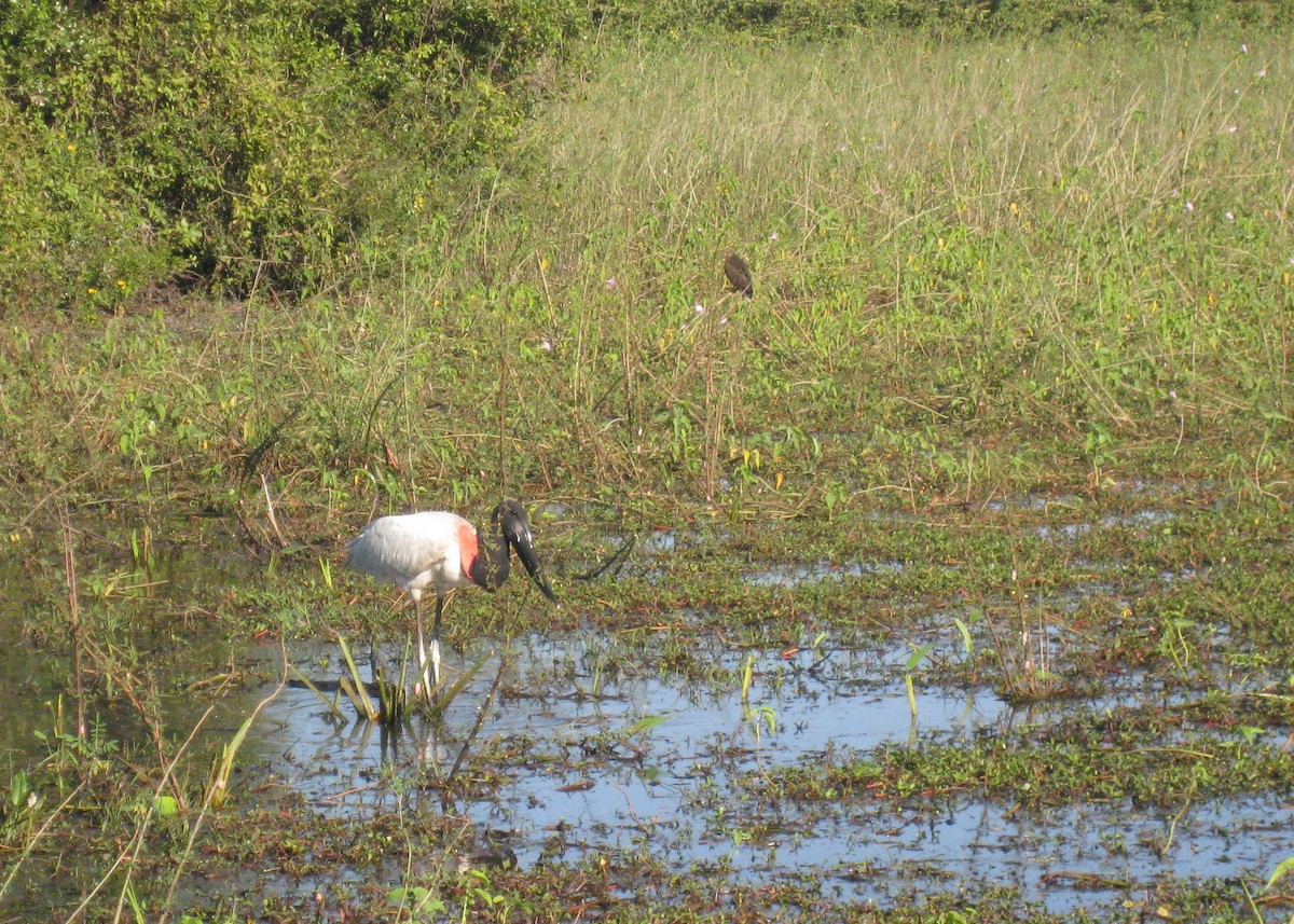 Jabiru - ML619095470