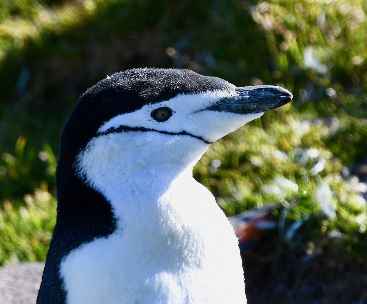 Chinstrap Penguin - Win Ahrens