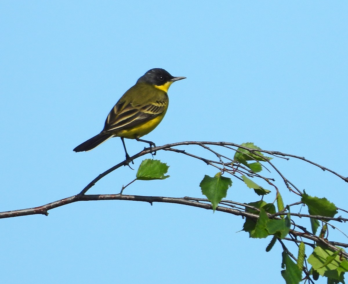 Western Yellow Wagtail (thunbergi) - Peter Jungblut