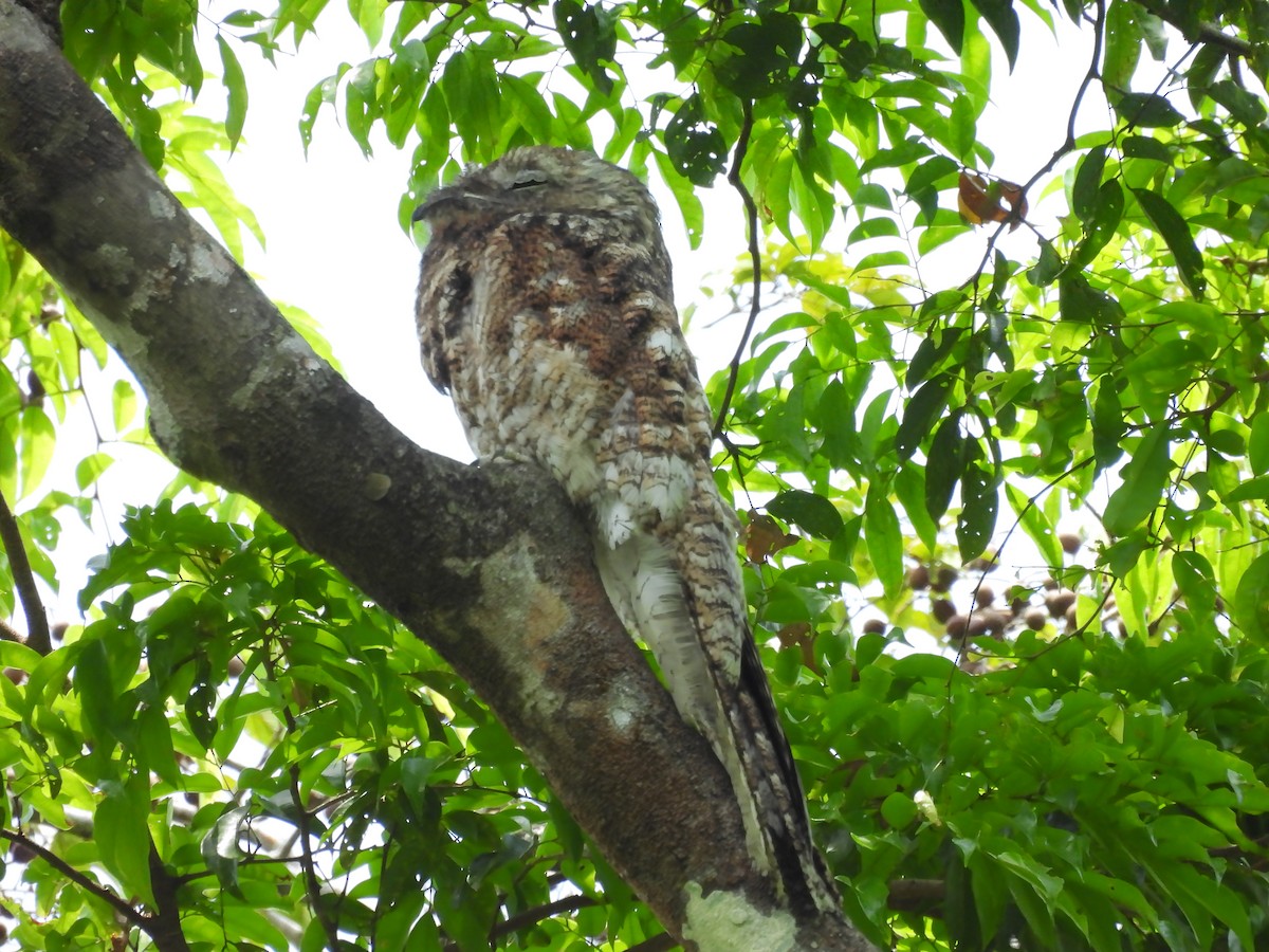 Great Potoo - Yoleydi Mejia