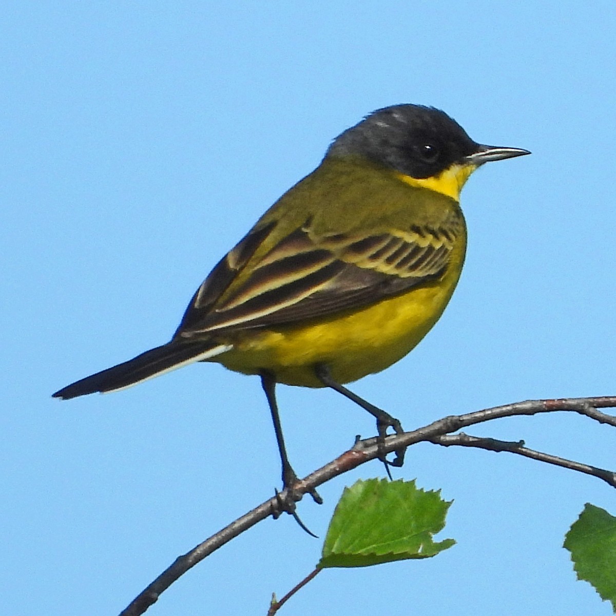 Western Yellow Wagtail (thunbergi) - Peter Jungblut