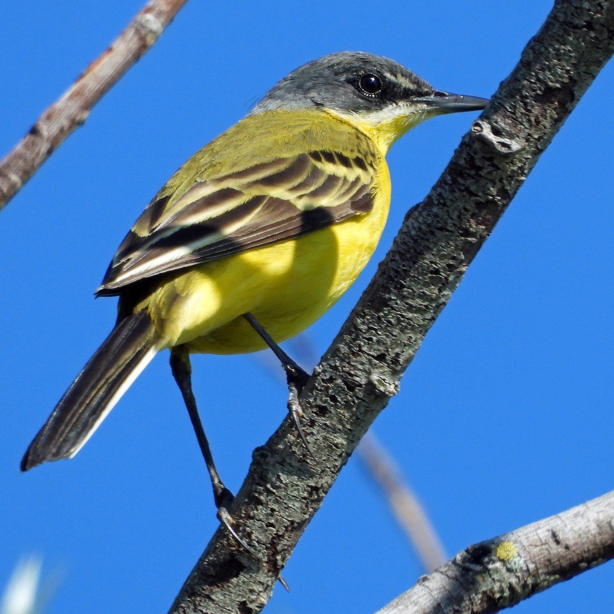 Western Yellow Wagtail (thunbergi) - Peter Jungblut