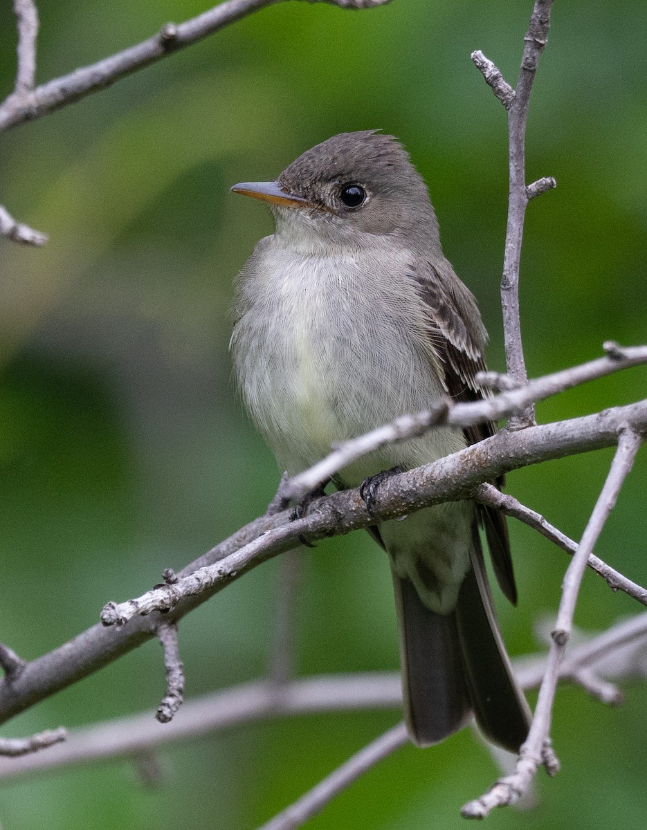 Eastern Wood-Pewee - Scott Murphy