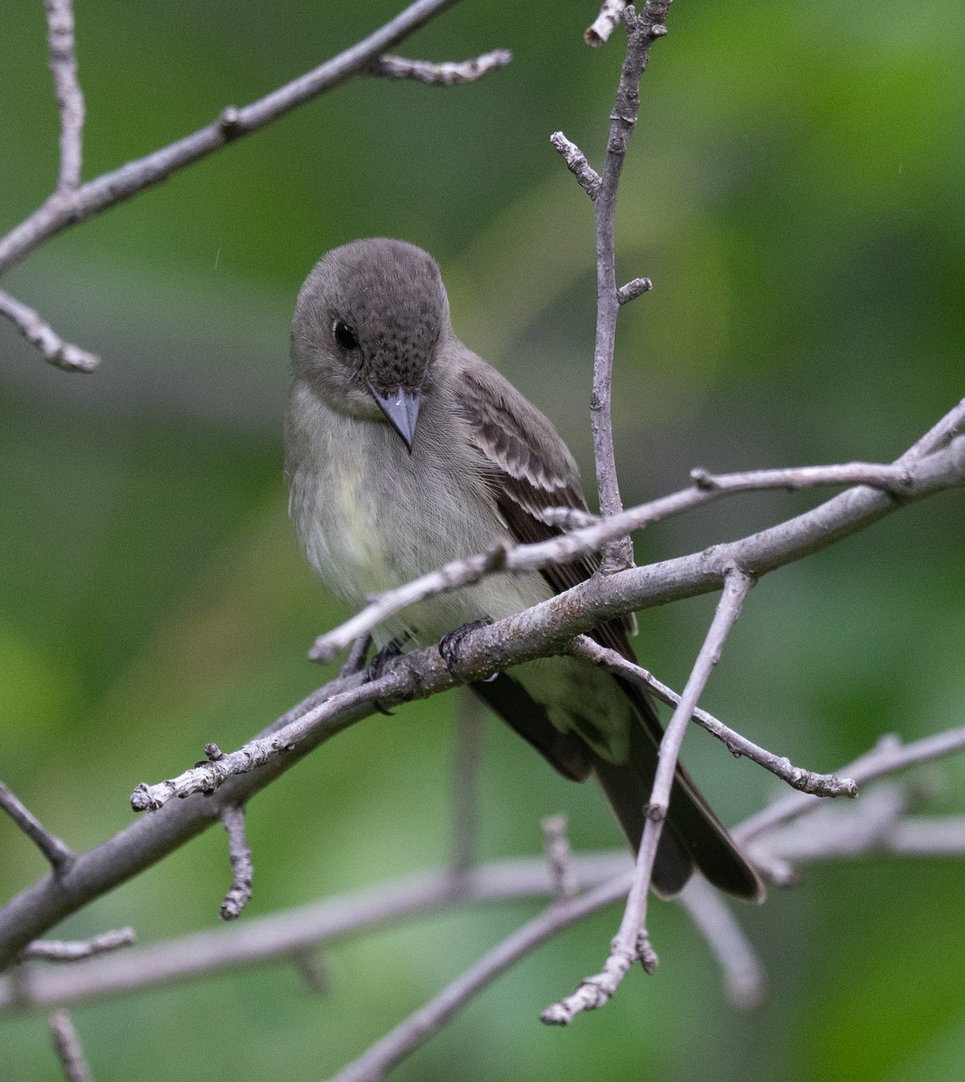 Eastern Wood-Pewee - Scott Murphy