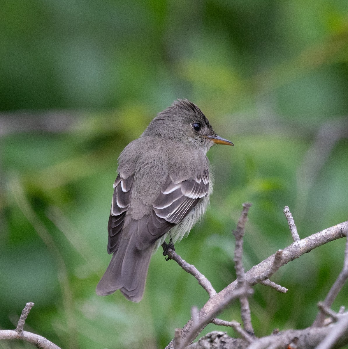 Eastern Wood-Pewee - Scott Murphy