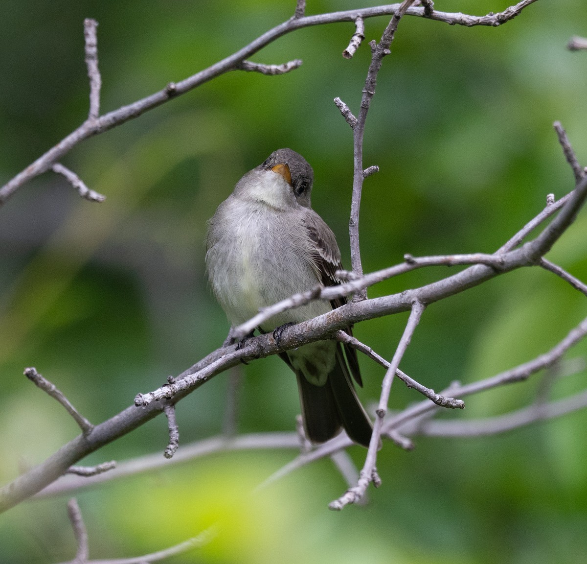 Eastern Wood-Pewee - Scott Murphy