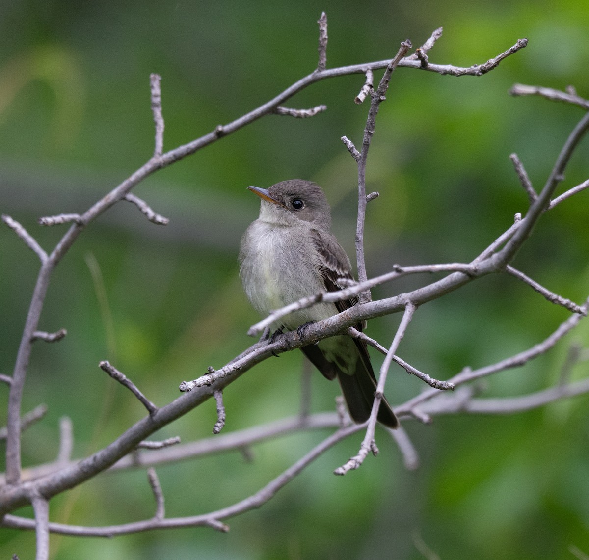 Eastern Wood-Pewee - Scott Murphy