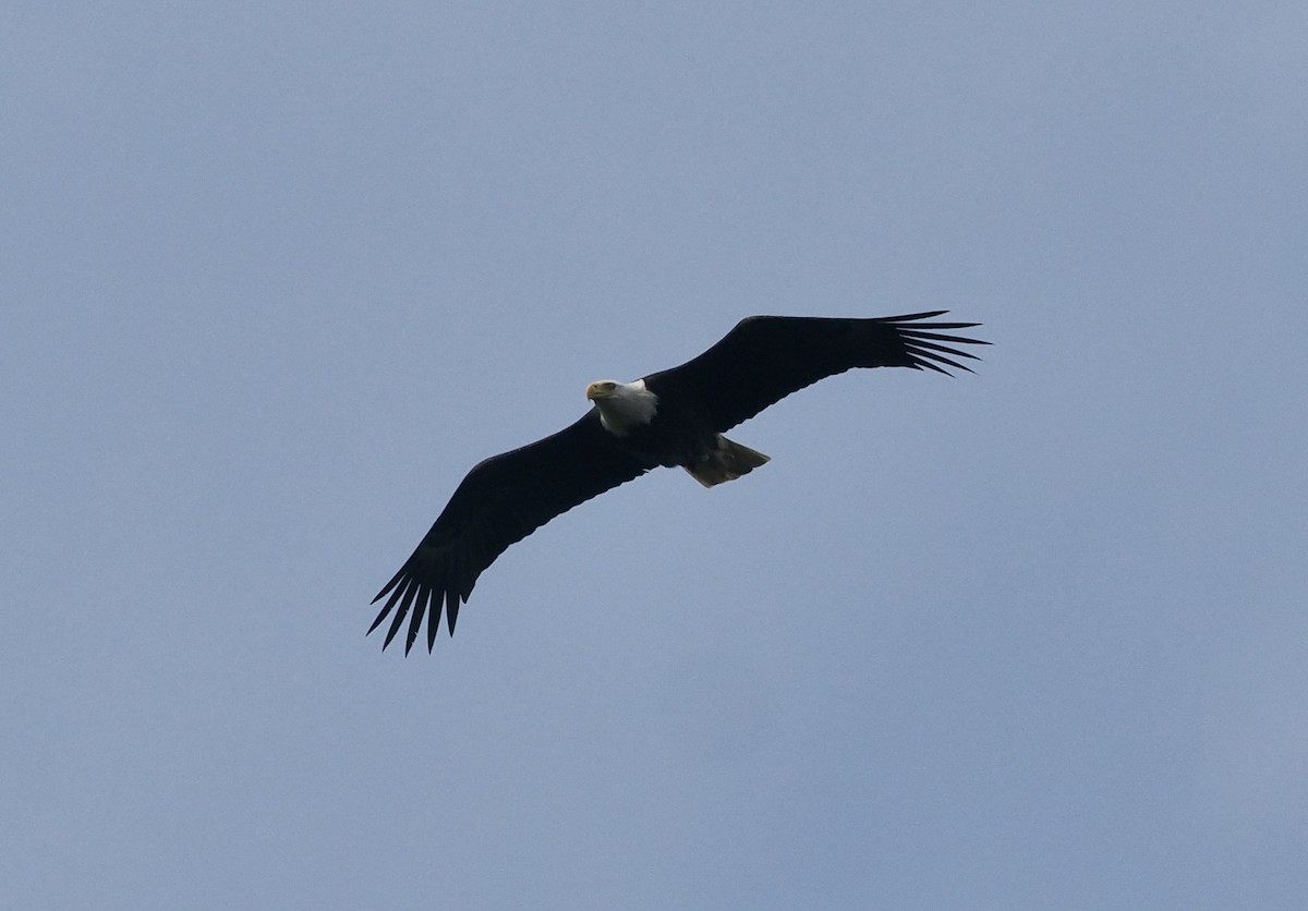 Bald Eagle - ML619095533