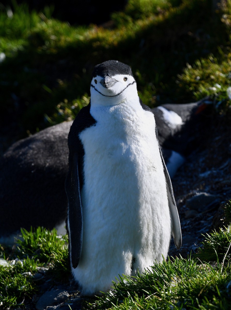 Chinstrap Penguin - Win Ahrens