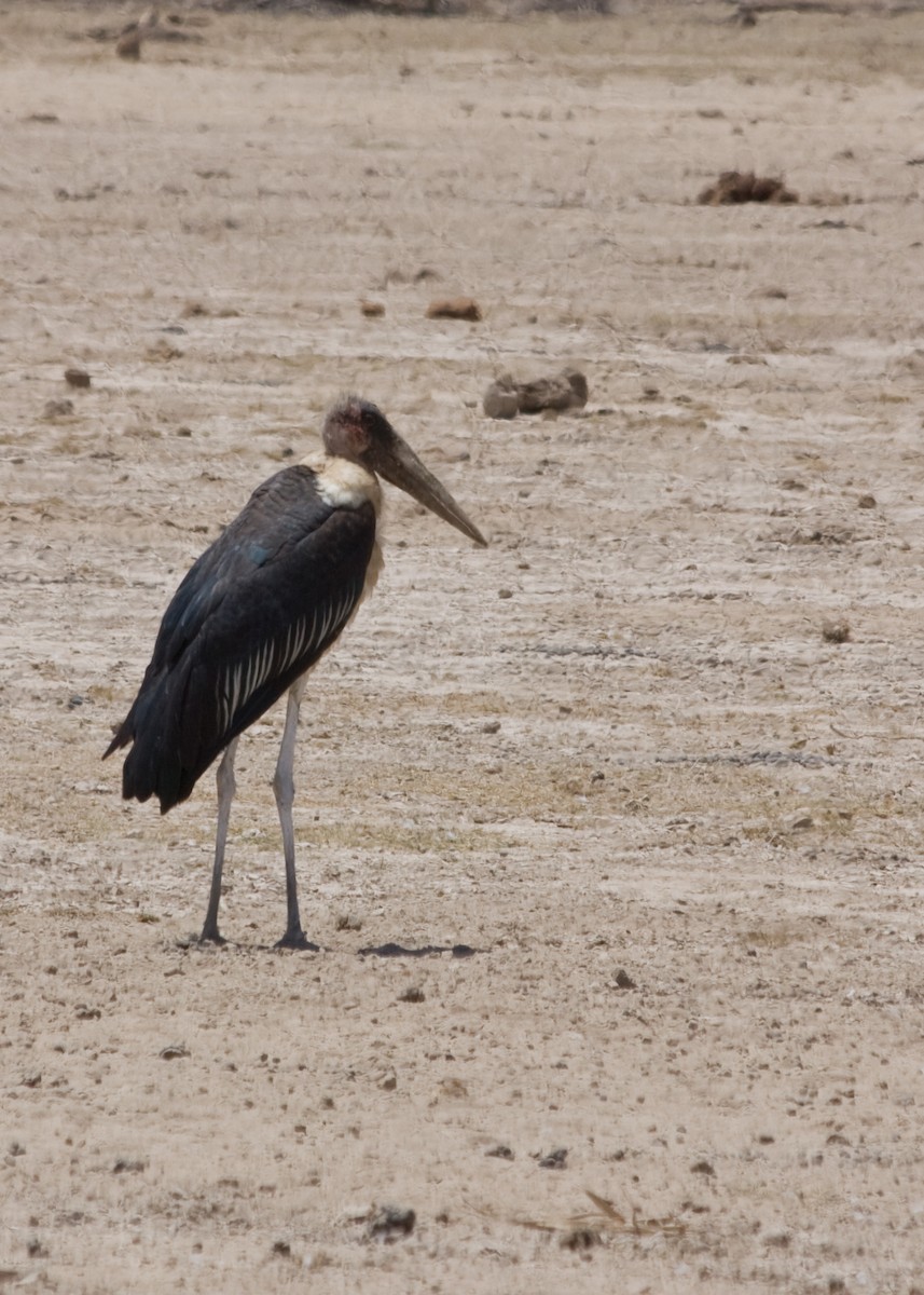 Marabou Stork - ML619095550