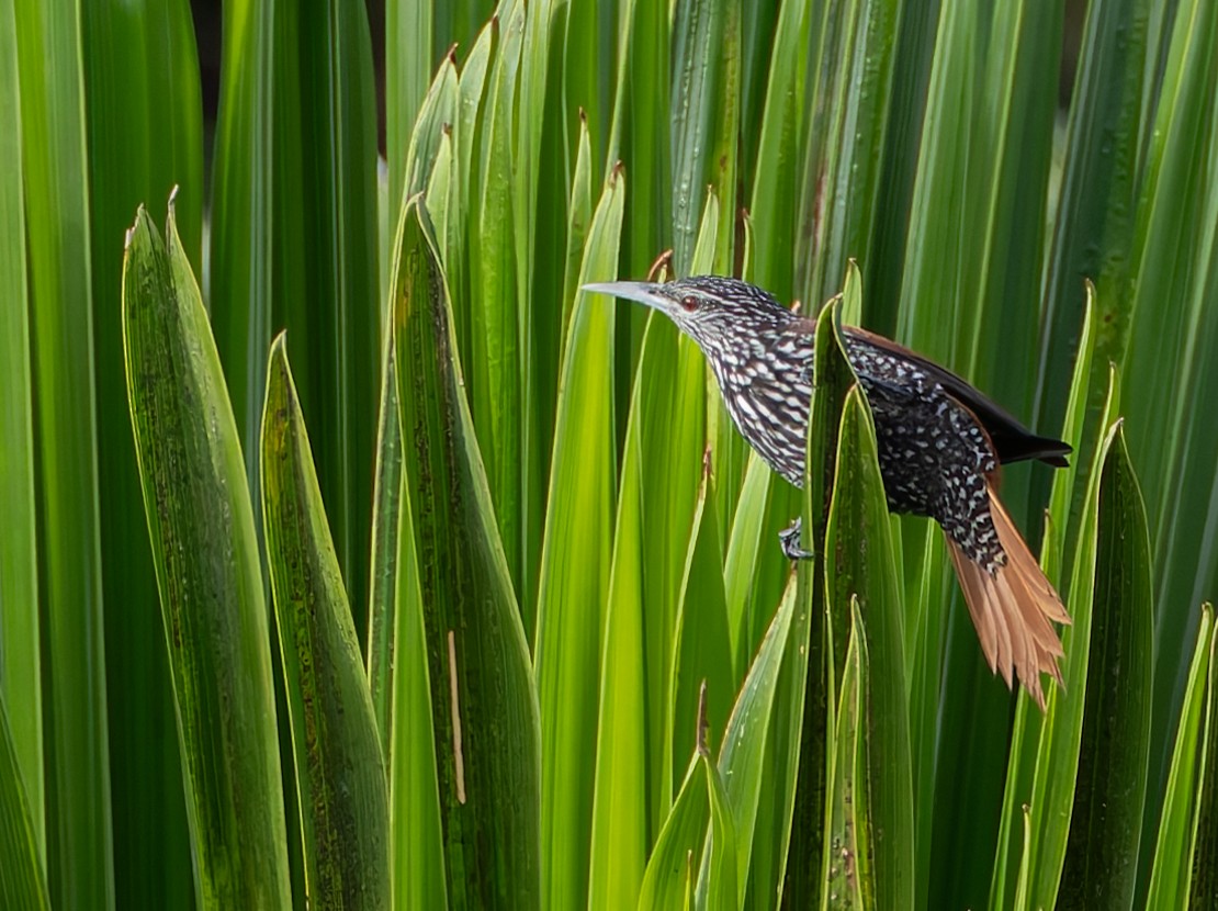 Point-tailed Palmcreeper - Joe Aliperti