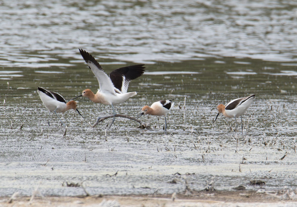 Avocette d'Amérique - ML619095553