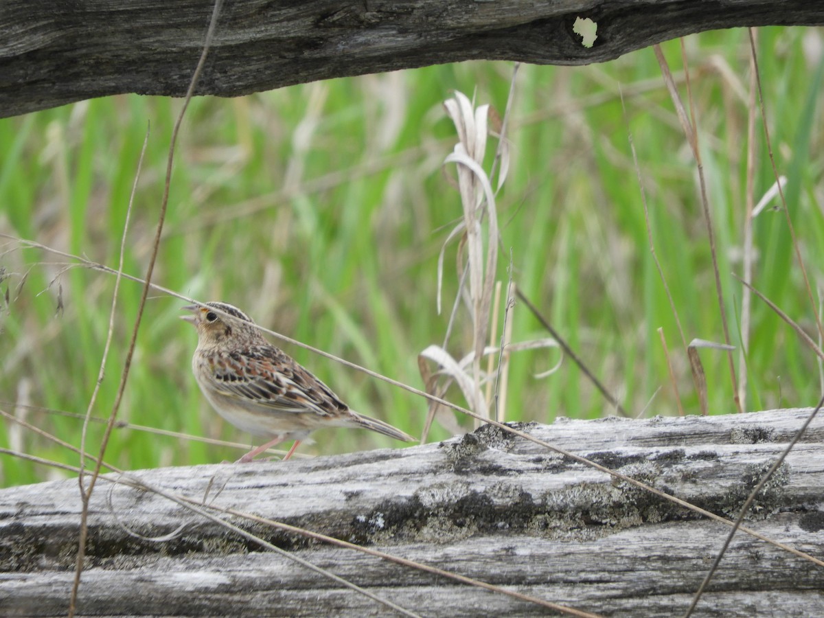 Grasshopper Sparrow - ML619095568