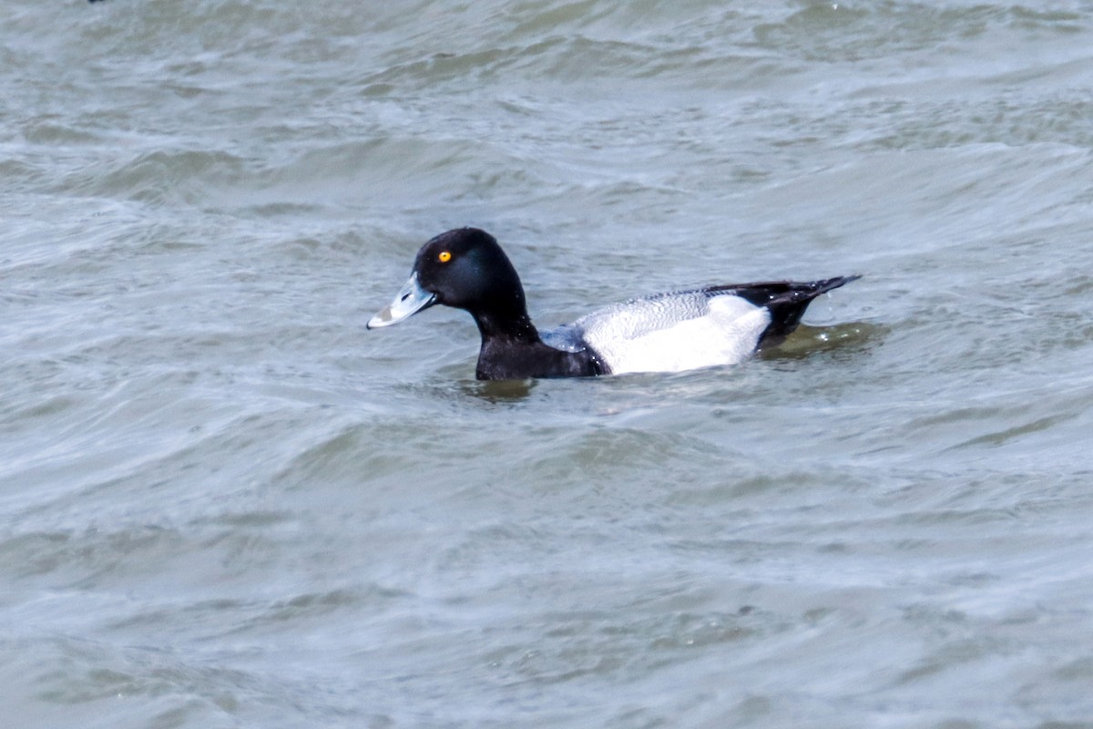 Lesser Scaup - ML619095569