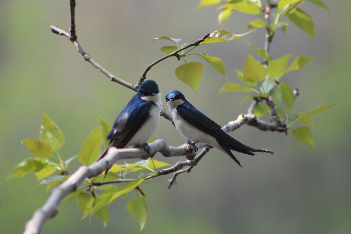 Tree Swallow - lydia Harrisson