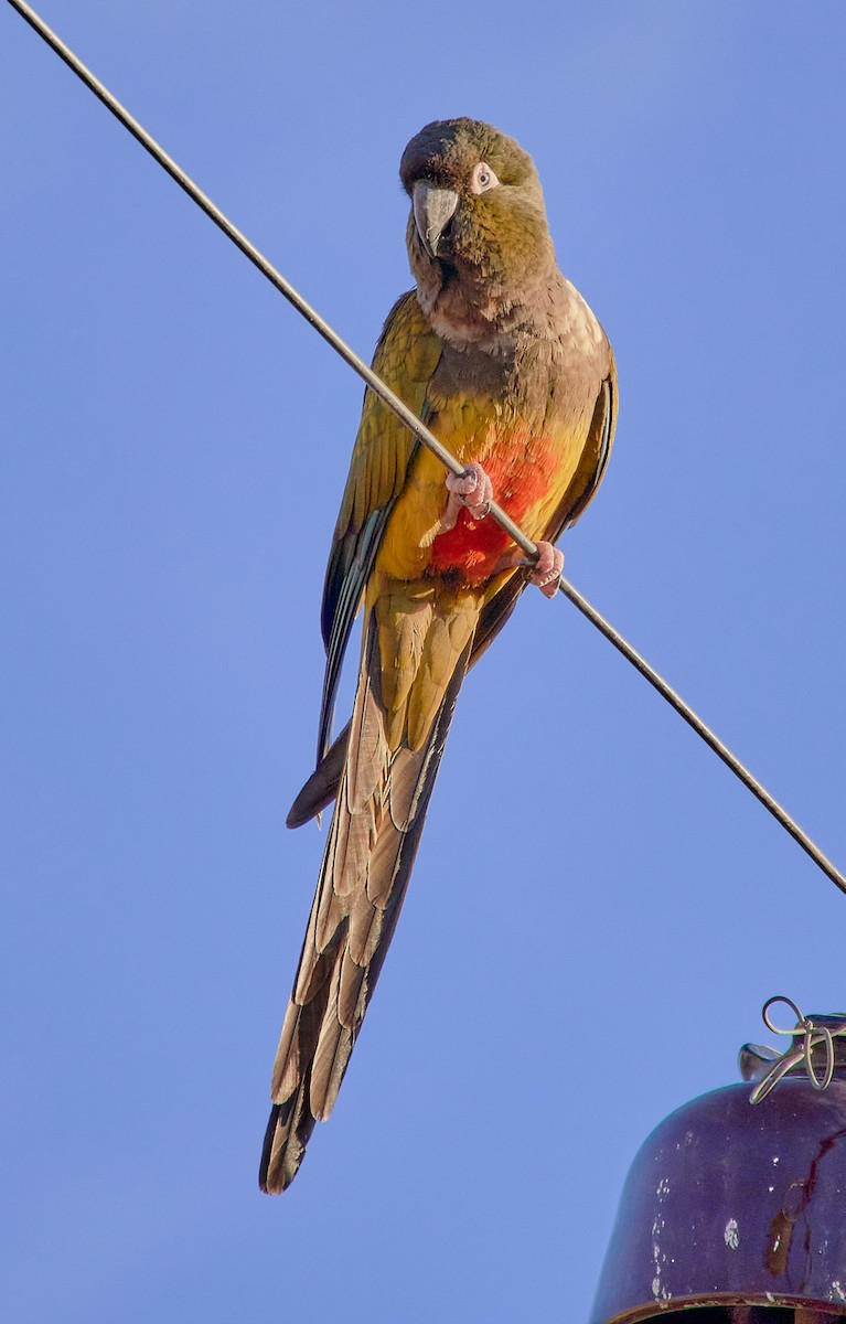 Burrowing Parakeet - Angélica  Abarca