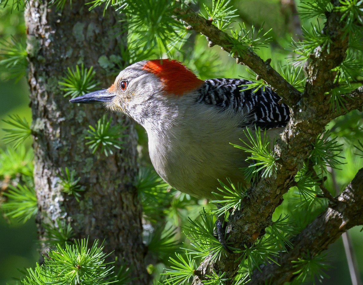 Red-bellied Woodpecker - Jocelyn  Anderson