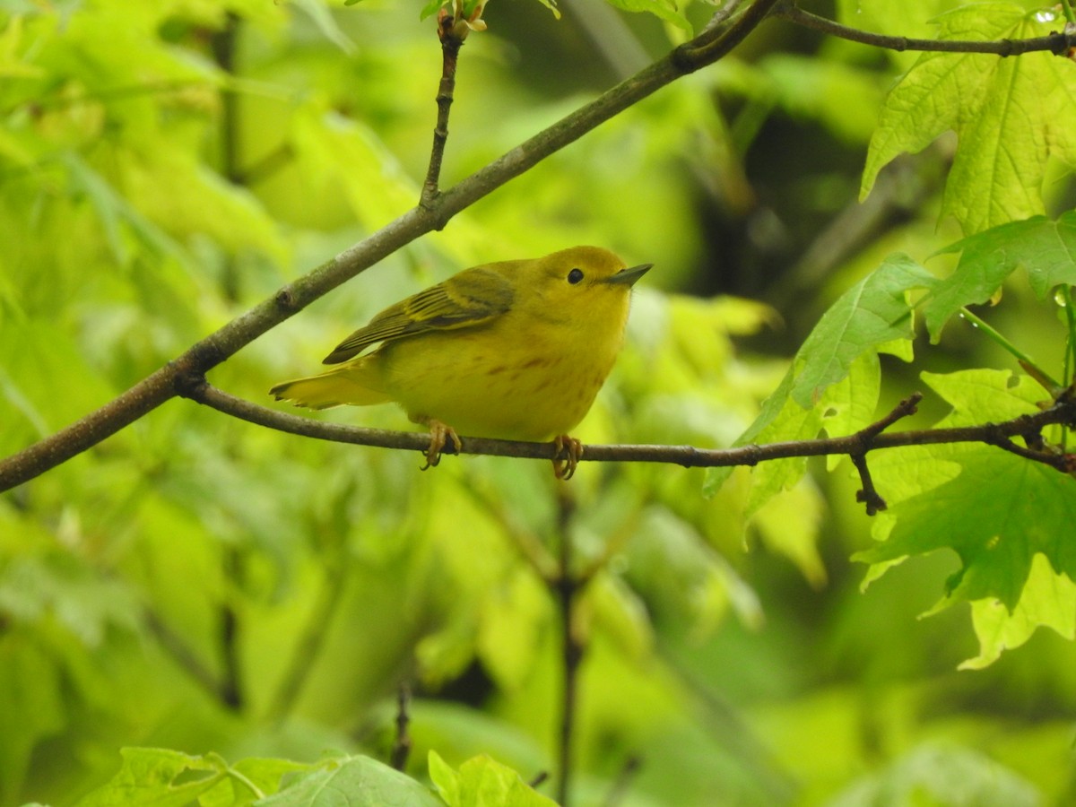 Yellow Warbler - leanne grieves