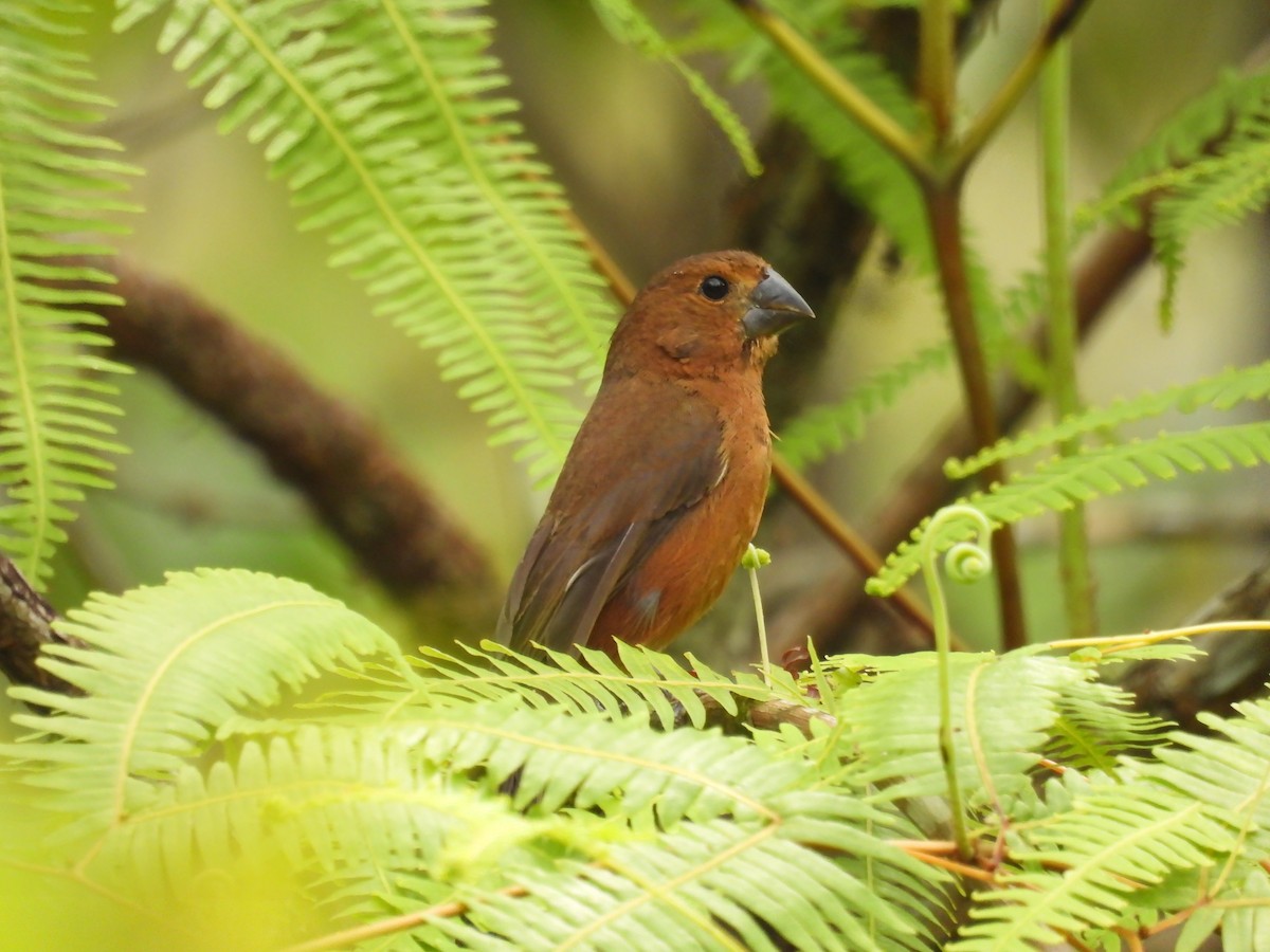 Nicaraguan Seed-Finch - Yoleydi Mejia