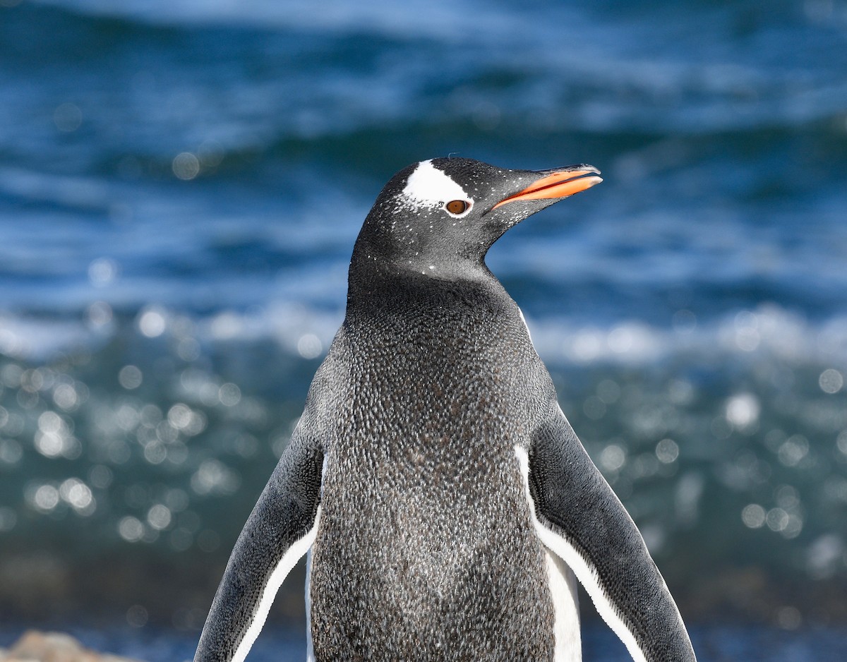 Gentoo Penguin - Win Ahrens