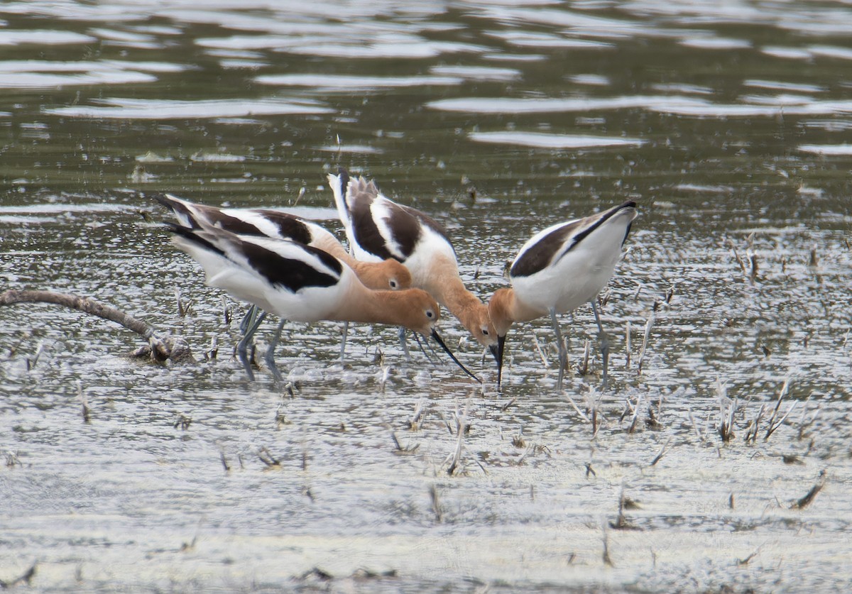 Avocette d'Amérique - ML619095626