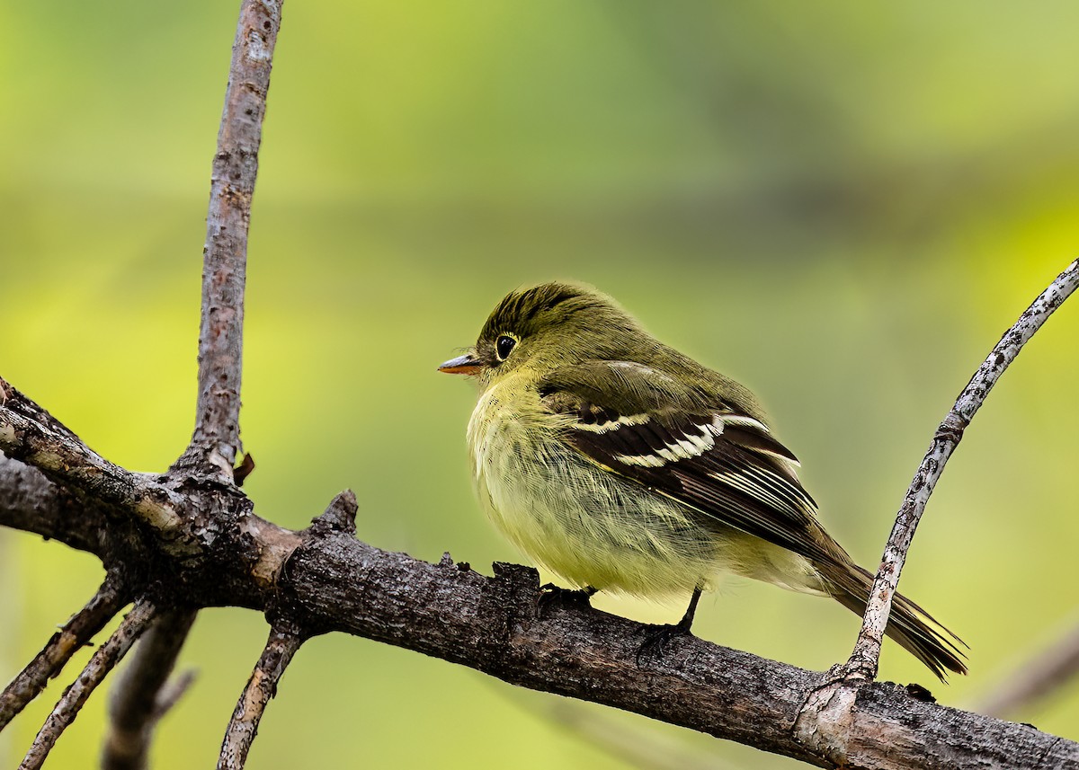 Yellow-bellied Flycatcher - William Rideout