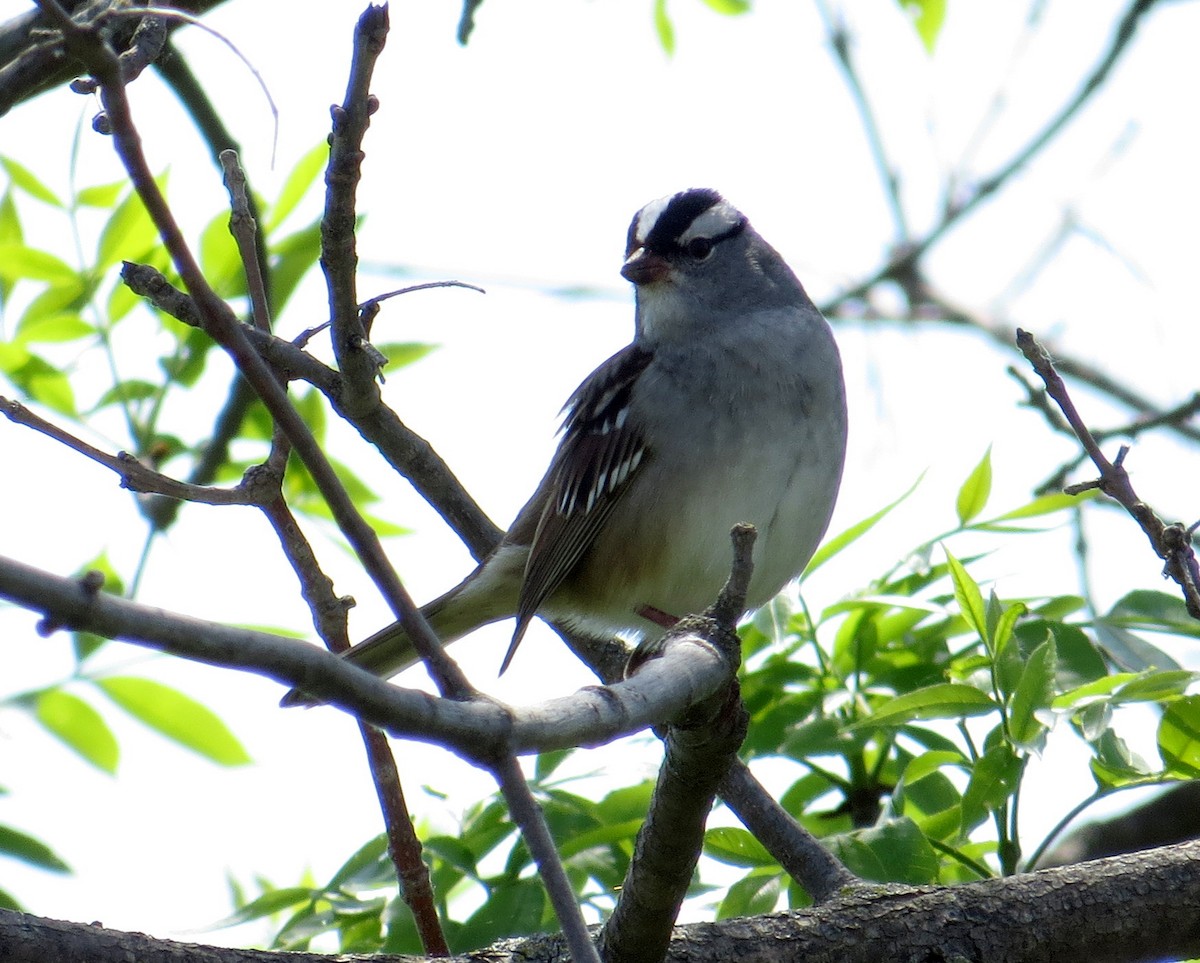 White-crowned Sparrow - ML619095649
