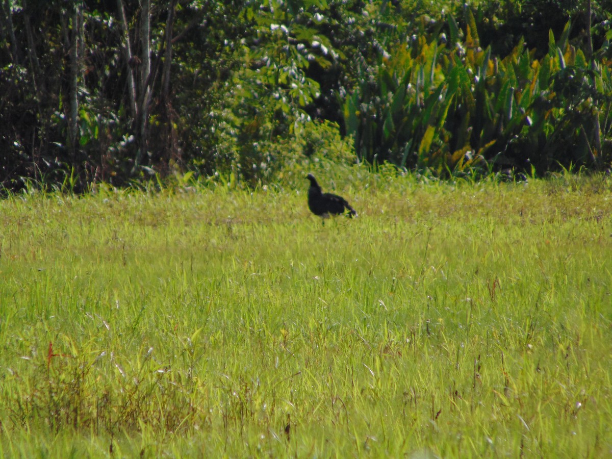 Horned Screamer - Oscar Patiño Velasquez