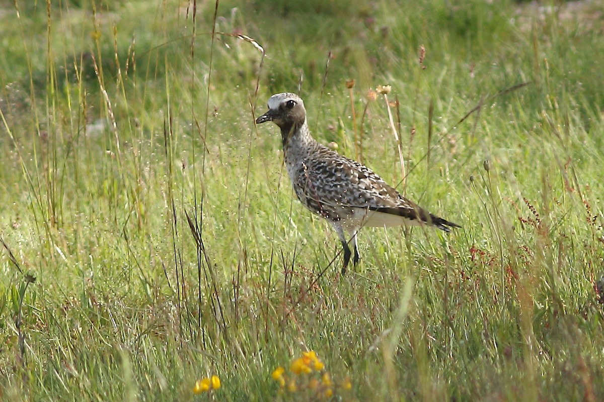 Black-bellied Plover - ML619095665