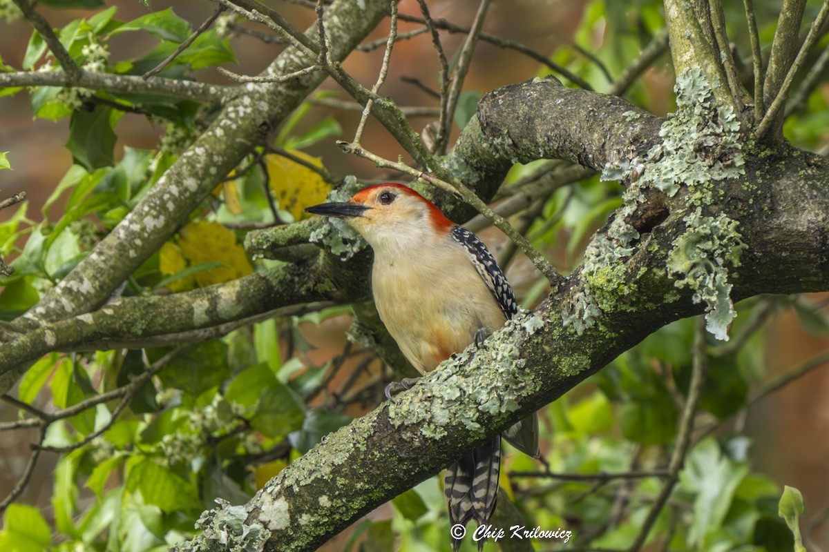 Red-bellied Woodpecker - Chip Krilowicz