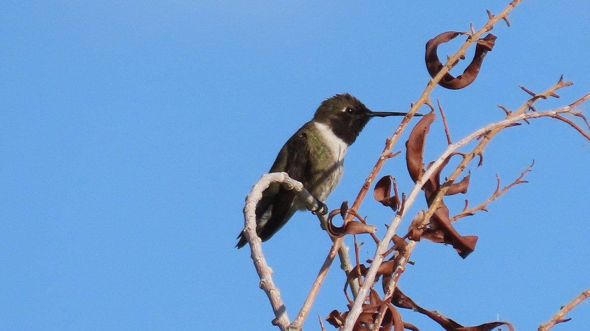 Black-chinned Hummingbird - ML619095675