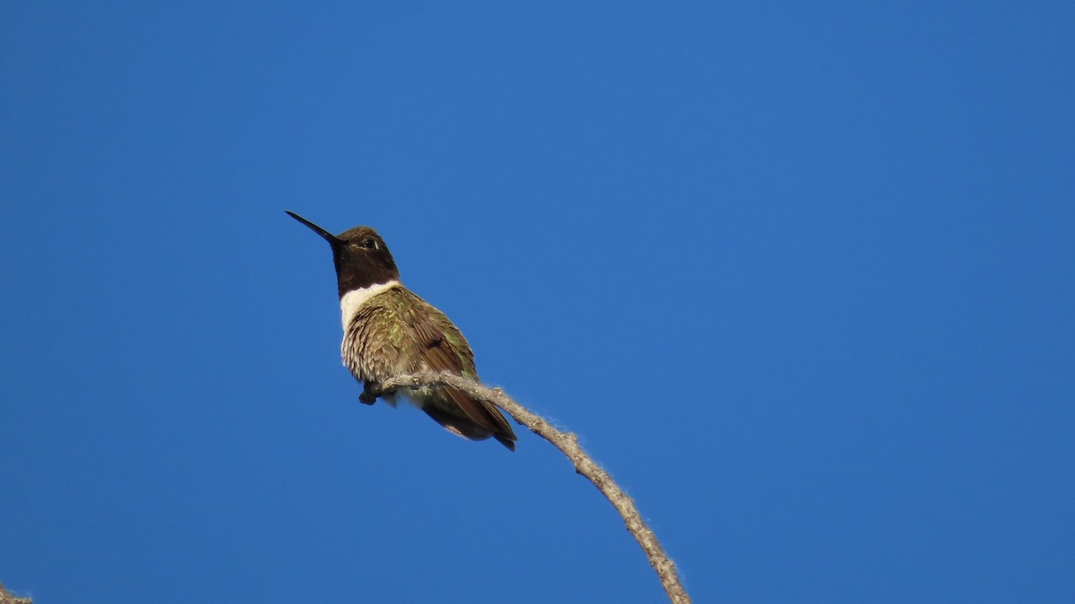 Black-chinned Hummingbird - ML619095676