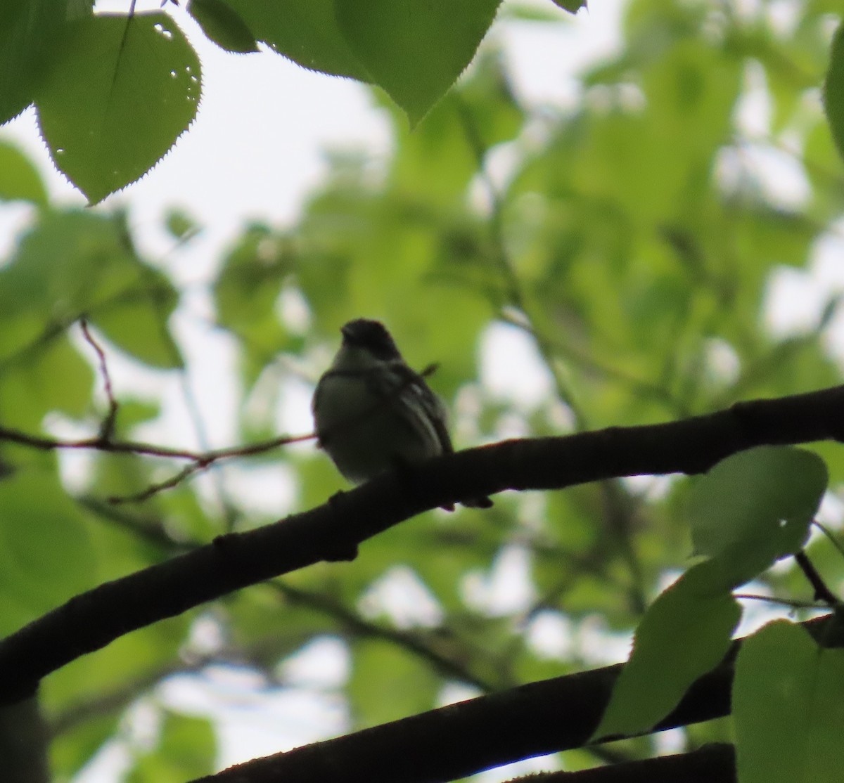 Cerulean Warbler - Nelson Yoder