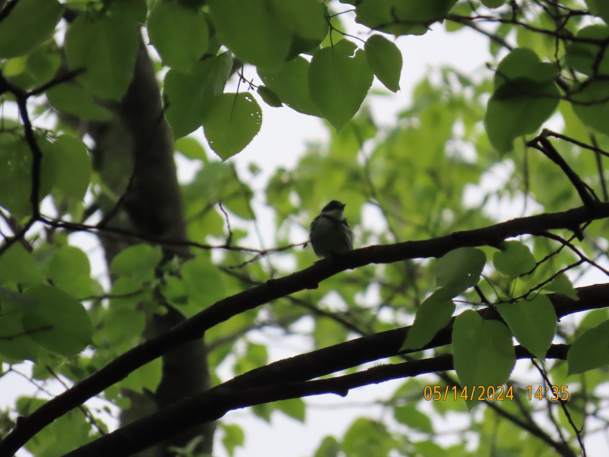 Cerulean Warbler - Nelson Yoder