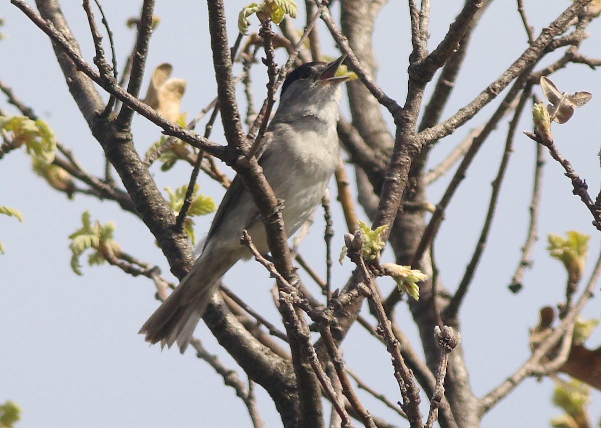 Eurasian Blackcap - Alfredo Valiente Pomeda